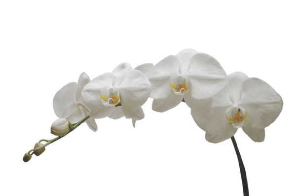 White-Orchid-05